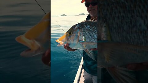 The Biggest (and stinkiest) Fish I've EVER Caught on our Levitator Jigs