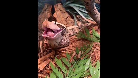 😳😱Dangerous Nature's status ❤️ |🐍🐍 Snake nature WhatsApp Status | amazing nature video #shorts(2)