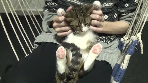 Little Cat Sits in My Arms