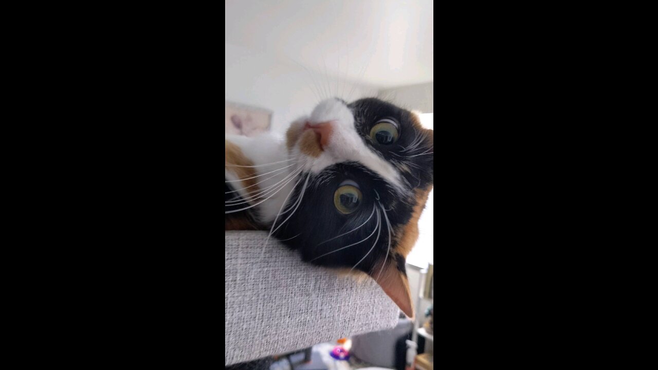 Her highness on her perch