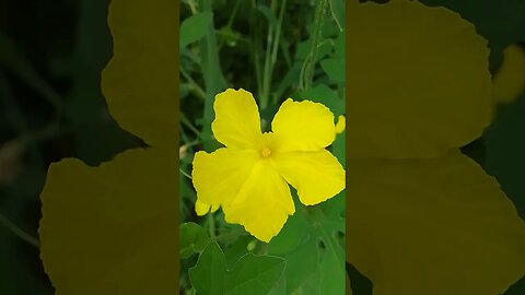#shortsvideo #vídeo #viralshort #natureza #viral #shortvideos #flower #nature