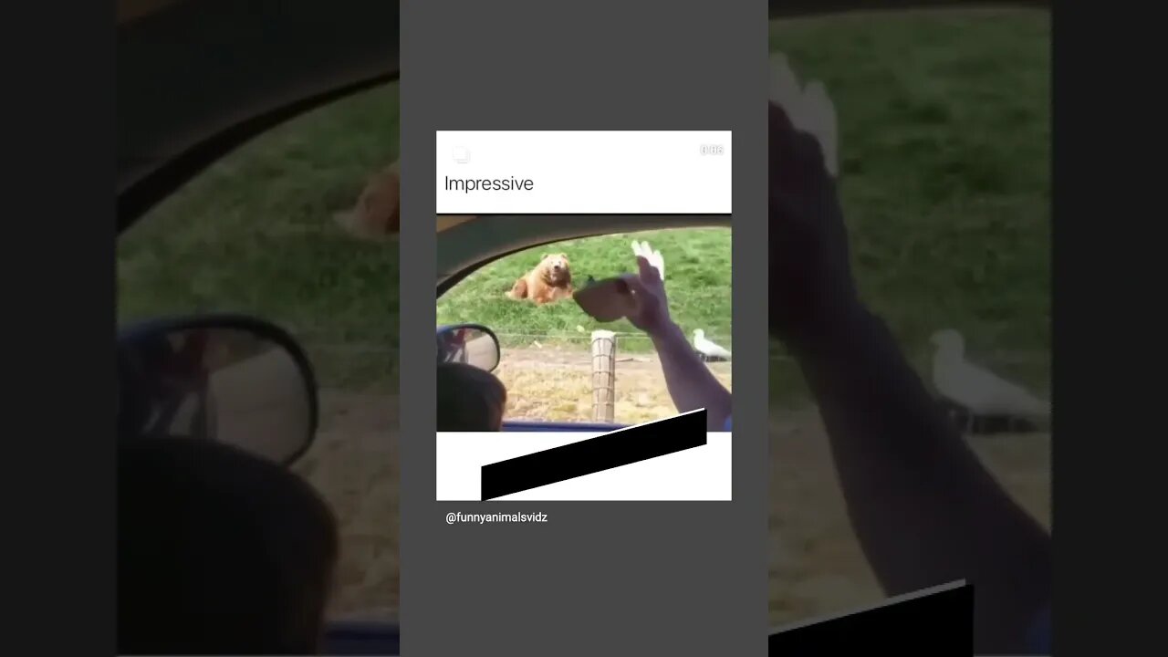 Bear Bread Catch