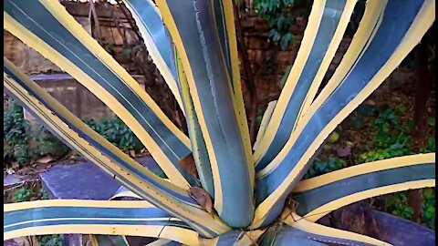 Giant aloe in the royal park