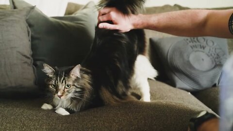 Cats funny video#shorts#cats#catsanddogs #