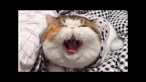 😂 Funniest Cats and Dogs Videos 😺🐶 || 🥰😹 Hilarious Animal Compilation