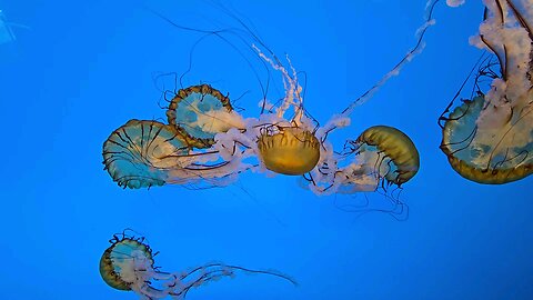 Jelly Fish In Motion