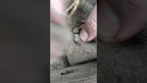 pintinho com lama endurecida grudada nas unhas do pé ,como tirar?