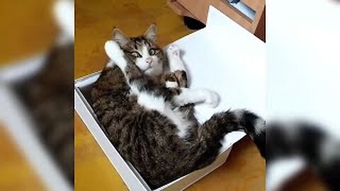 12 Minutes of Funny Cat Videos - Part 135