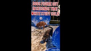 DOGS INVESTIGATE THE WHITE STUFF!