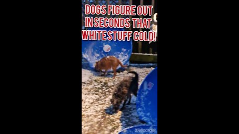 DOGS INVESTIGATE THE WHITE STUFF!