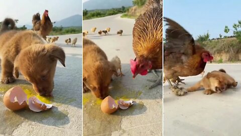 When The Puppy Broke The Eggs.Very Interesting Video
