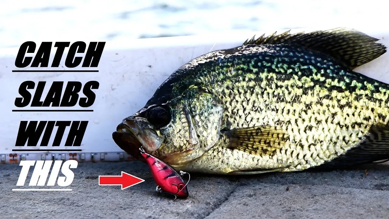 This LURE catch SLAB Crappie in the Fall (Lipless Crankbait) EP. 26 of 30 Day challenge