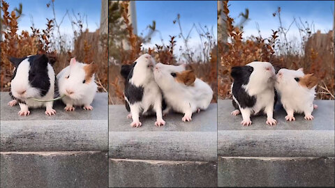 Viral New funny Rat videos 2012