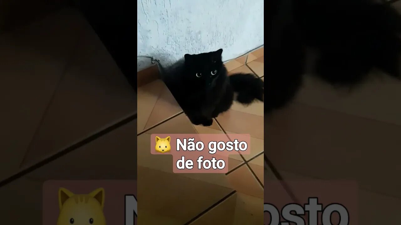 Minha gata tímida com a câmera 🐱