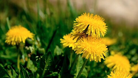 "Dandelion: The Resilient Beauty of the Wildflower World".