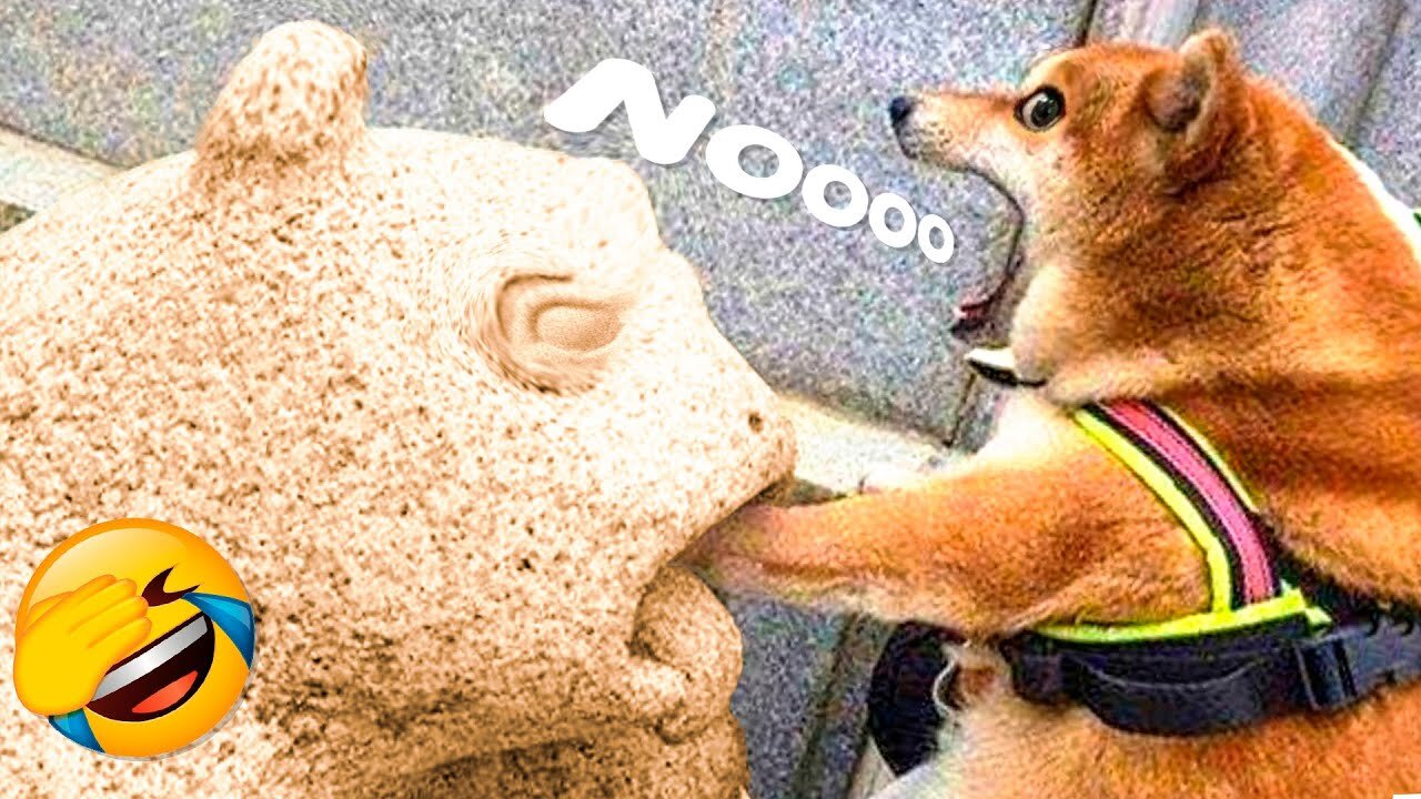 FUNNY CATS, DOGS 🐱🐶 and other CUTE ANIMALS 🐾 Funniest Animal Videos 2024