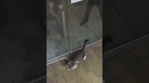 Cat Gets Money! Try Not To Laugh! 😍😹😆 #shorts #shortsviral #cat @FunnyAnimalsMovieQuotes