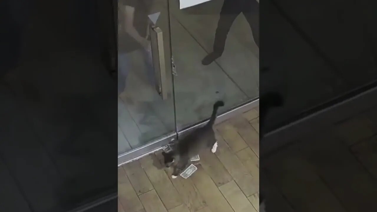 Cat Gets Money! Try Not To Laugh! 😍😹😆 #shorts #shortsviral #cat @FunnyAnimalsMovieQuotes