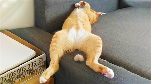🤣Funny Cats and Dog Videos😻🐶 - Try Not To Laugh Funny Pets House