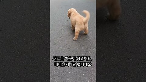 새로운 이웃이 생겼네요. 아기 강앙지! 당분간 아침 운동이 즐겁겠네요 #shorts