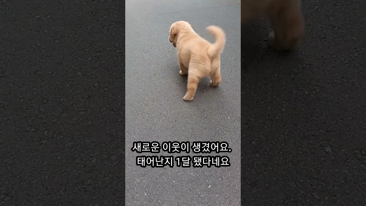 새로운 이웃이 생겼네요. 아기 강앙지! 당분간 아침 운동이 즐겁겠네요 #shorts