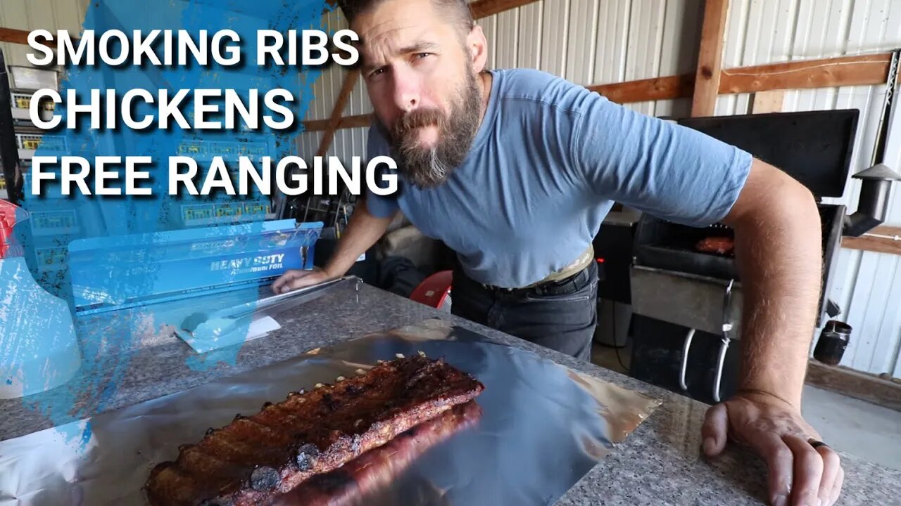 BBQ Ribs | Will Our Smallest Chickens Be Ready To Free Range?