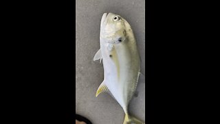 Crevalle Jack- 4K