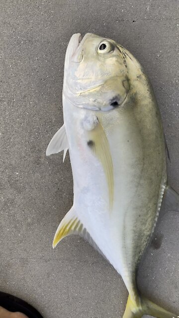 Crevalle Jack- 4K