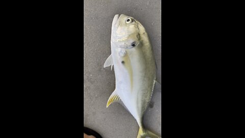 Crevalle Jack- 4K
