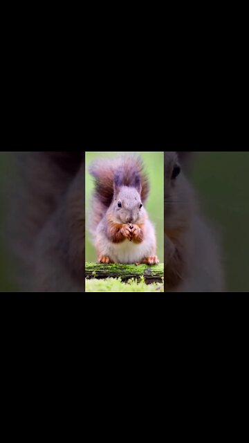 Most Amazing and trending video||relaxing your mind||trendig videos|| #shorts #trending #viral #live