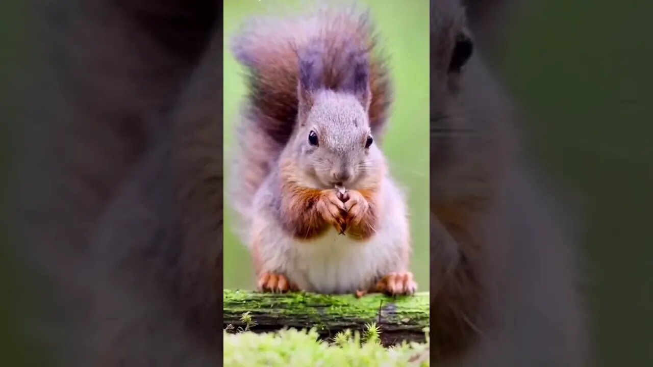 Most Amazing and trending video||relaxing your mind||trendig videos|| #shorts #trending #viral #live