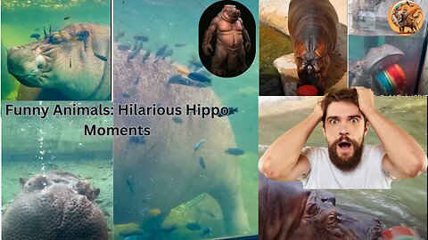 Funny Animals: Hilarious Hippo Moments!