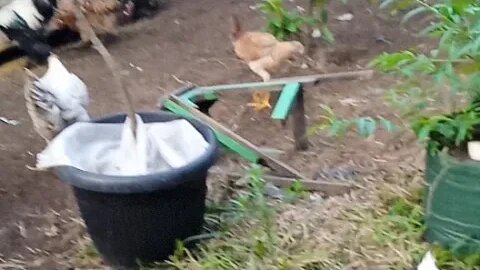 prospek ayam brahma, Gigante, pelung dan kaki naga (dong tao)