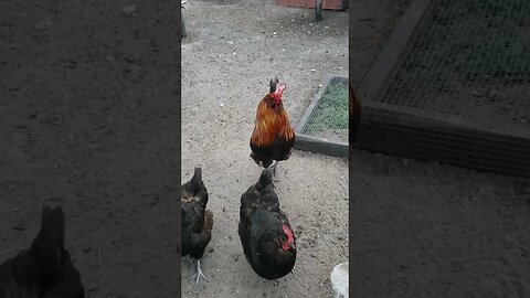 Chickens #homesteading #chickens #chickenlife