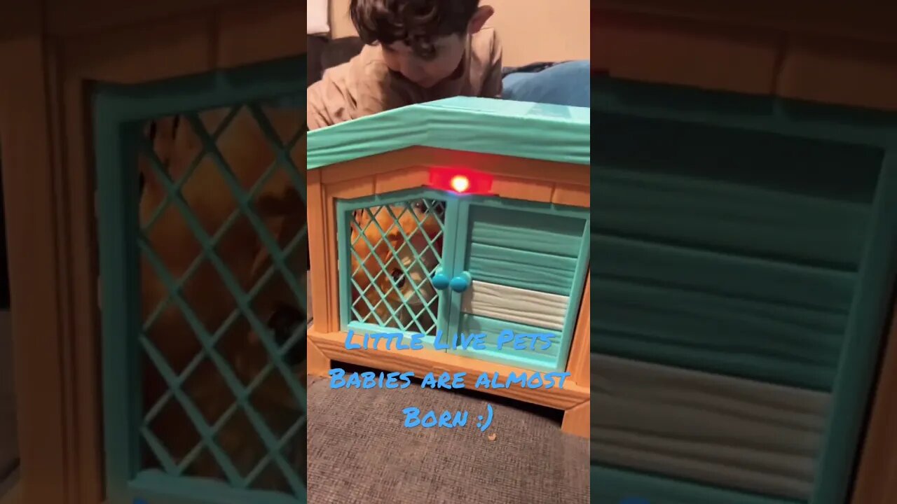 Little Live Pets | Mama Surprise | Fun Play Time