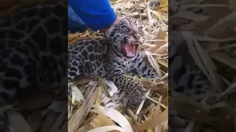 Filhote de onça encontrado na lavoura de milho por produtores - vídeo original