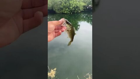 Tiny bass on the culprit worm