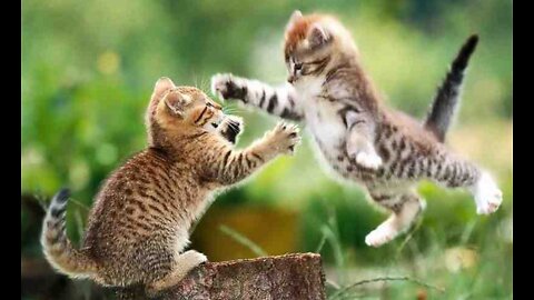 FUNNY ANIMALS VIDEOS TRY NOT TO LAUGH