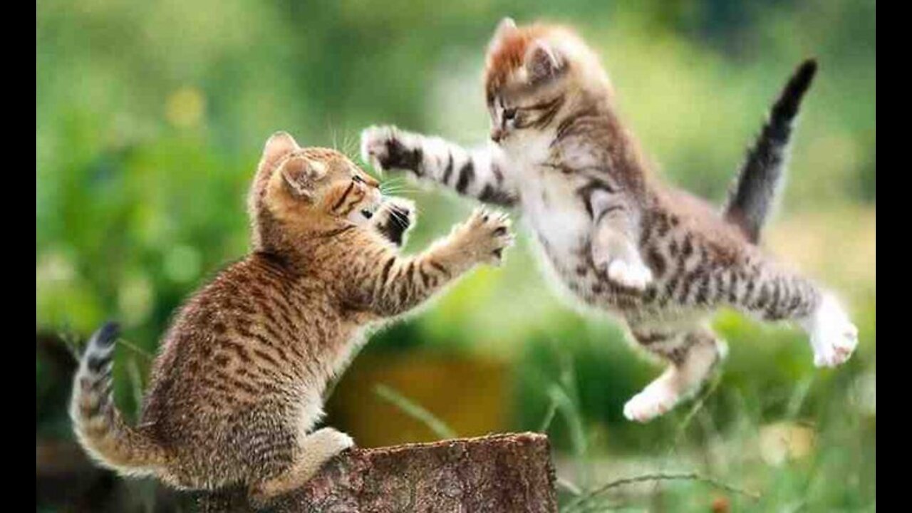 FUNNY ANIMALS VIDEOS TRY NOT TO LAUGH
