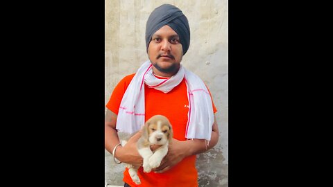 Sale puppy 🐶🐶