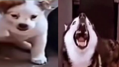 Pet Dogs imitating sound.