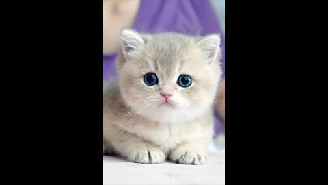 Baby cat amazing video