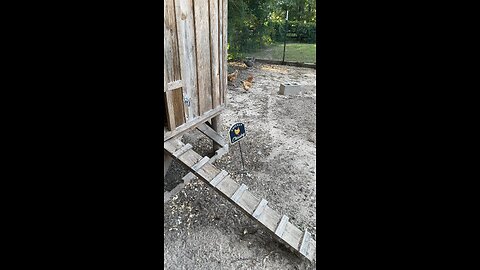 Harvesting the eggs of the day