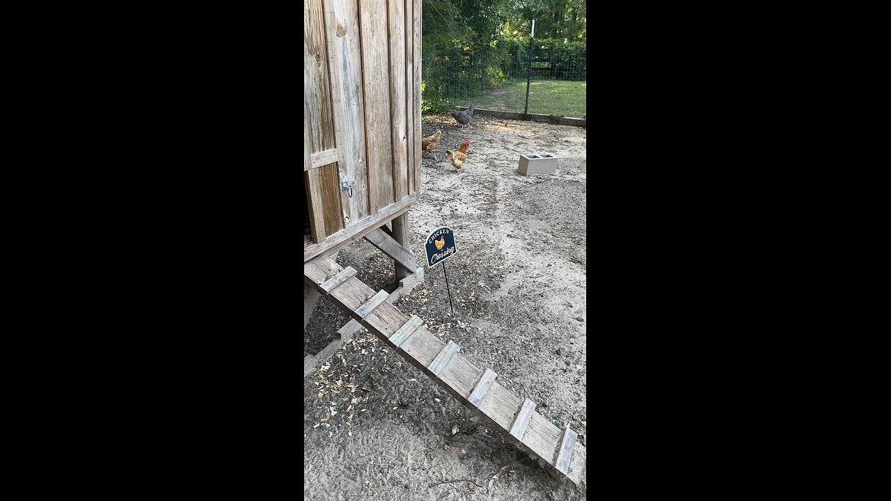 Harvesting the eggs of the day