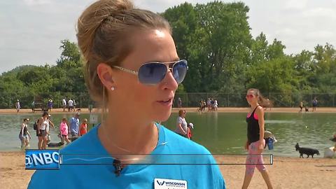 Doggie Dip Day in Ashwaubenon