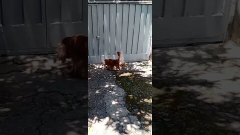 #dogshow, #amimals , #dogs , #shorts (2)