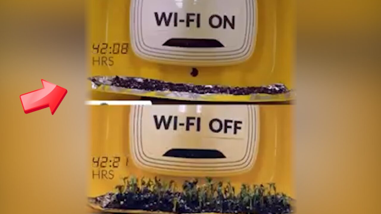 There is a difference in plant growth depending on whether Wifi is on or off [conspiracy]