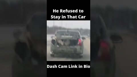 Cute Dog Refused to Stay in The Car, WHILE MOVING!!