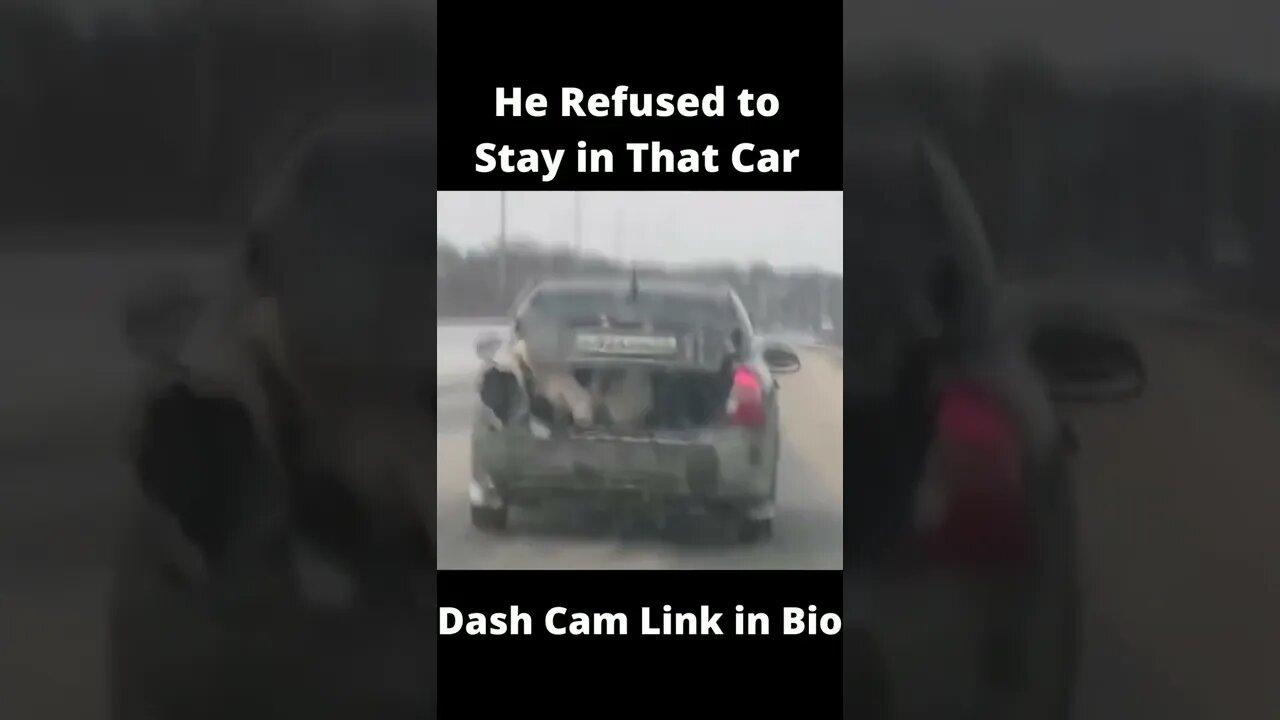 Cute Dog Refused to Stay in The Car, WHILE MOVING!!