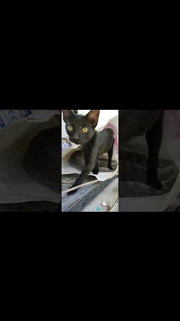 The kittens were playing in a feed bag #cats #kittens #cutecats #cutekittenvideos